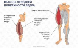 Анатомия мышц ног