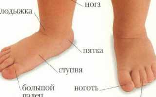 Строение и заболевания щиколотки
