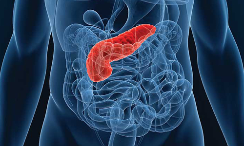 Поджелудочная железа