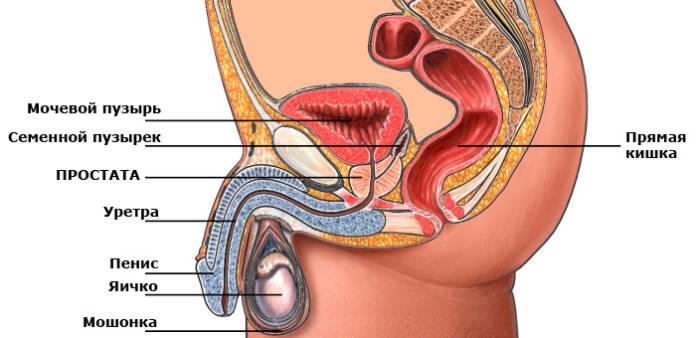 Паховая областьi