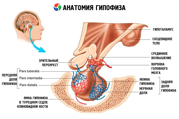 Анатомия гипофиза