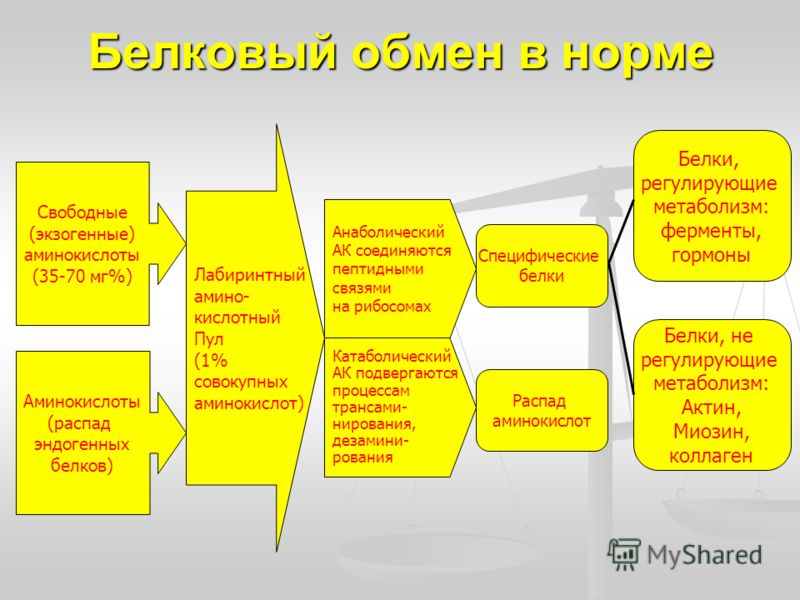 Белковый обмен в норме