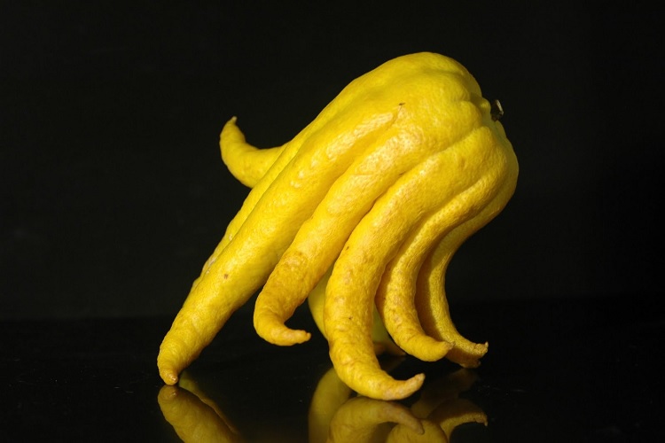 Рука Будды