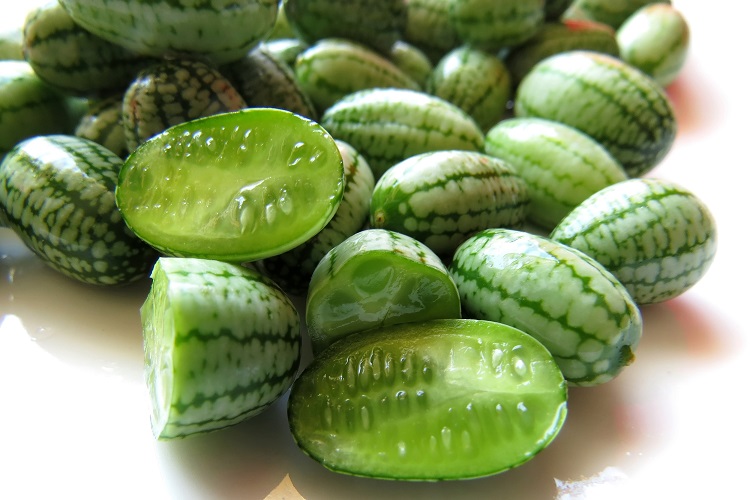 Мелотрия