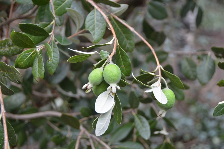 Дерево фейхоа