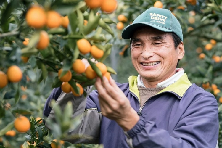 Дерево Кумквата