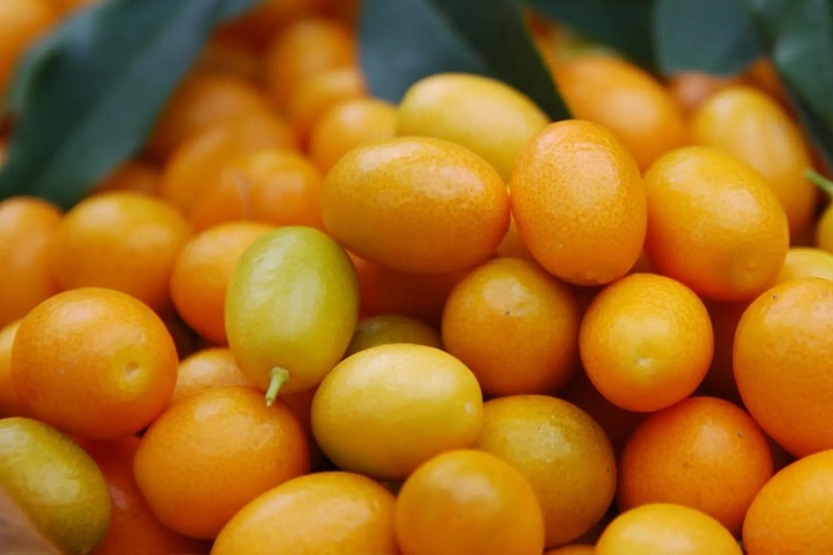 Выбранный кумкват