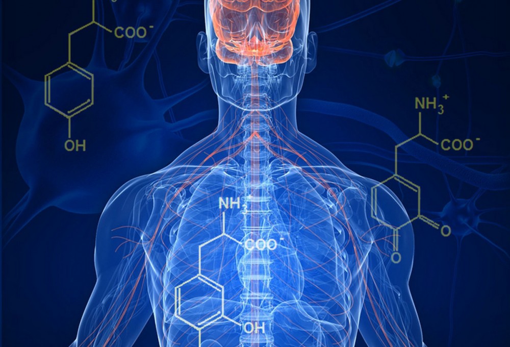 Организм человека