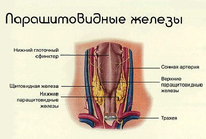 Паращитовидные железы