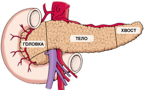 Поджелудочная железа