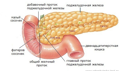 Поджелудочная железа