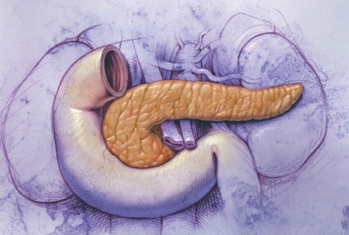 Поджелудочная железа