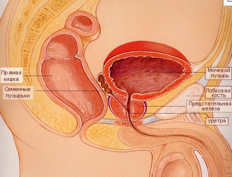Предстательная железа