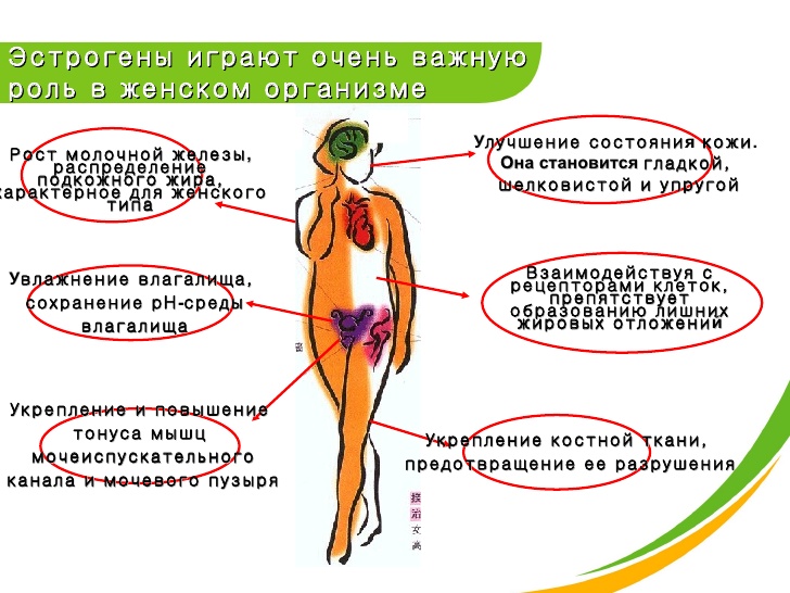 Роль эстрогенов у женщин