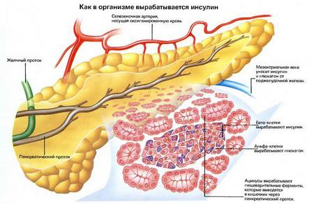 Схема работы поджелудочной железы
