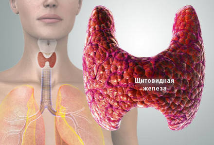 Щитовидная железа