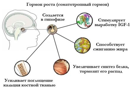 Соматотропный гормон