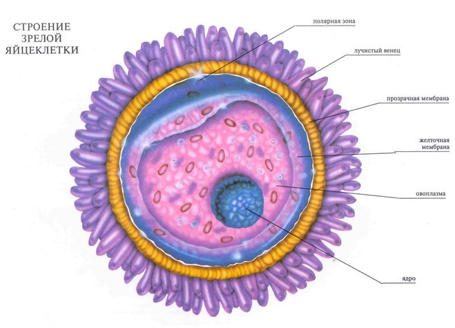 Строение яйцеклетки