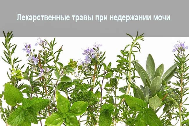 Как лечить недержание мочи народными методами Народные средства против недержания мочи
