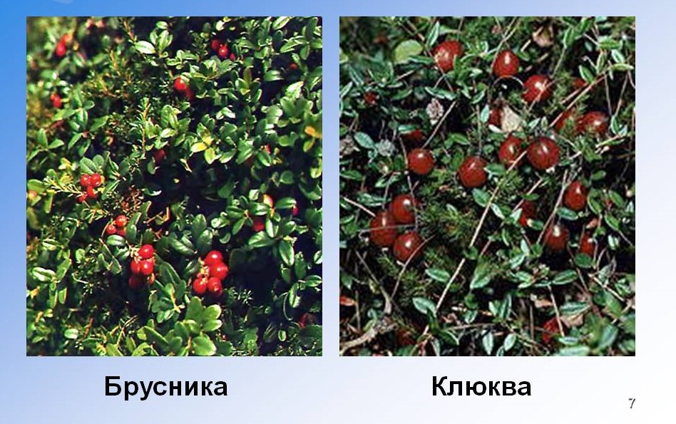Брусника и клюква входят в множество составов трав Брусника и клюква