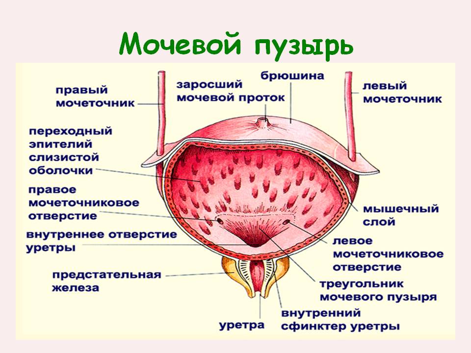 Причины недержания мочи Причины недержания мочи у мужчин