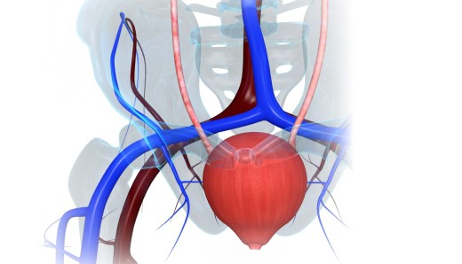 Что такое гиперактивность мочевого пузыря Что такое гиперактивность