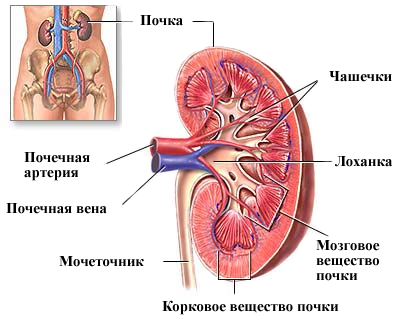 Что такое пиелонефрит у женщин Что такое пиелонефрит