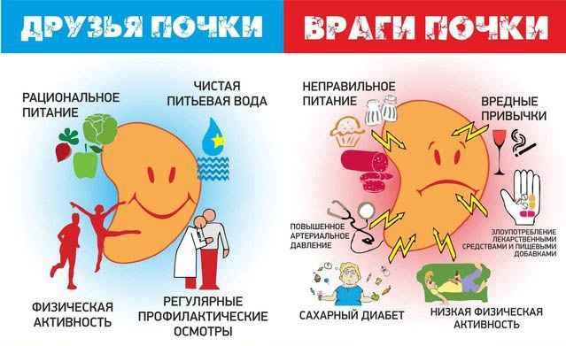 Как уберечь свои почки от МКБ Как уберечь свои почки