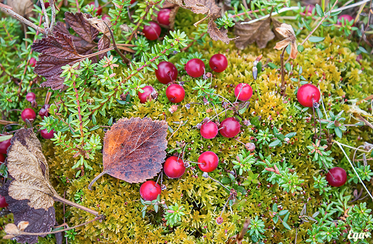 Эффективность народных средств при пиелонефрите Эффективность народных средств