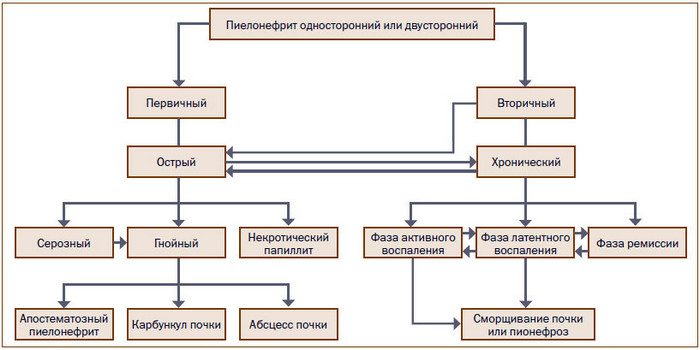 Классификация болезни пиелонефрит Классификация болезни