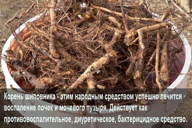 Корень шиповника против мочекаменной болезни Корень шиповника