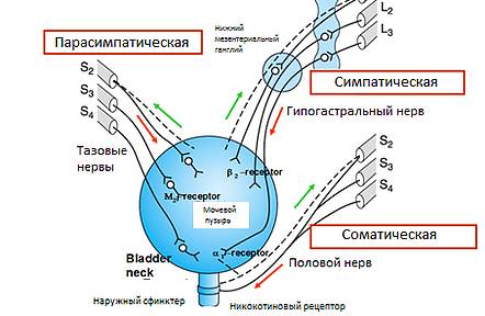 Медикаментозное лечение Нейрогенного мочевого пузыря Медикаментозное лечение
