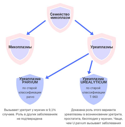 Из-за чего возникает Уреаплазмоз у мужчин Из-за чего возникает Уреаплазмоз