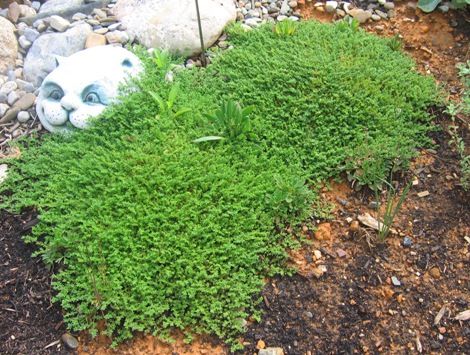 Растение грыжник для заварки настойки Растение грыжник