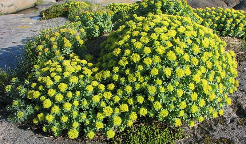 Растение родиола для лечение Пиелонефрита Растение родиола