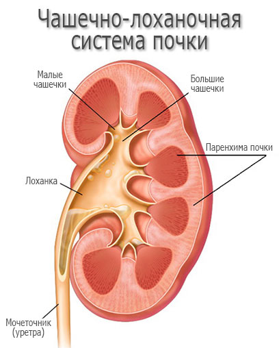 Как работает почка Из чего состоит почка