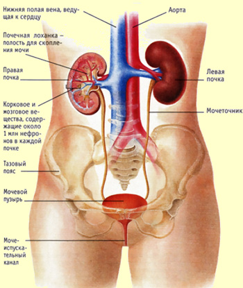 Из чего состоит мочеполовая система Строение МПС