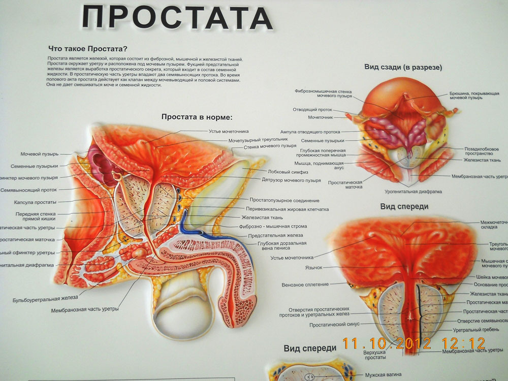 Простата