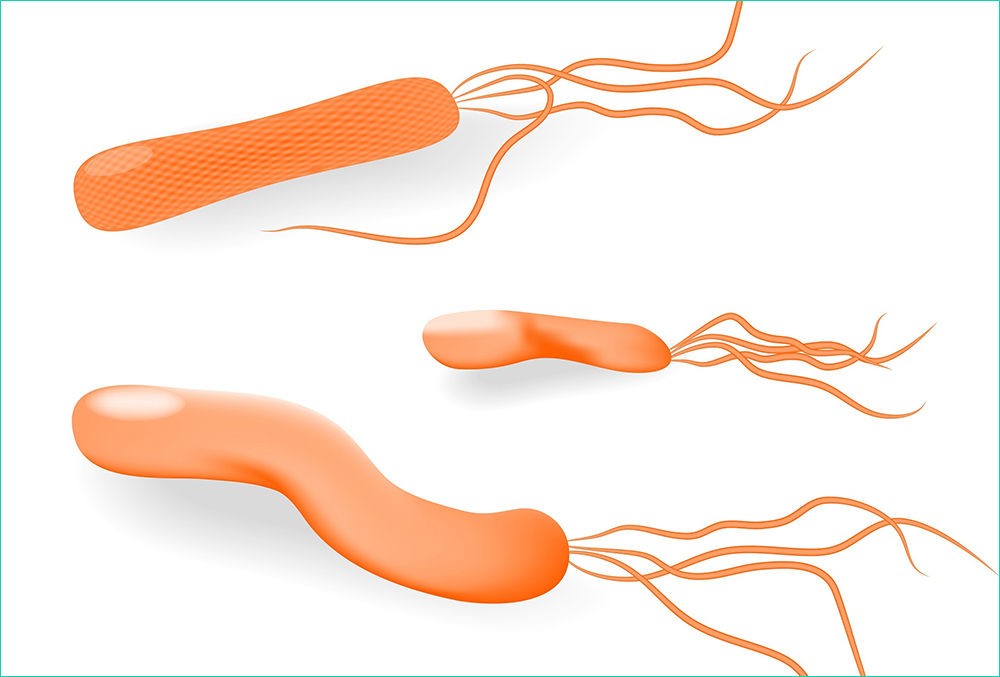 Helicobacter pylori Helicobacter pylori