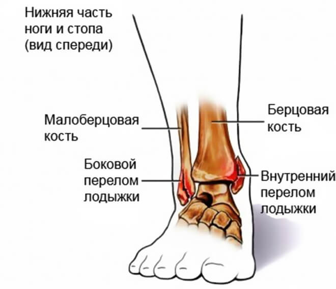 строение голеностопного сустава