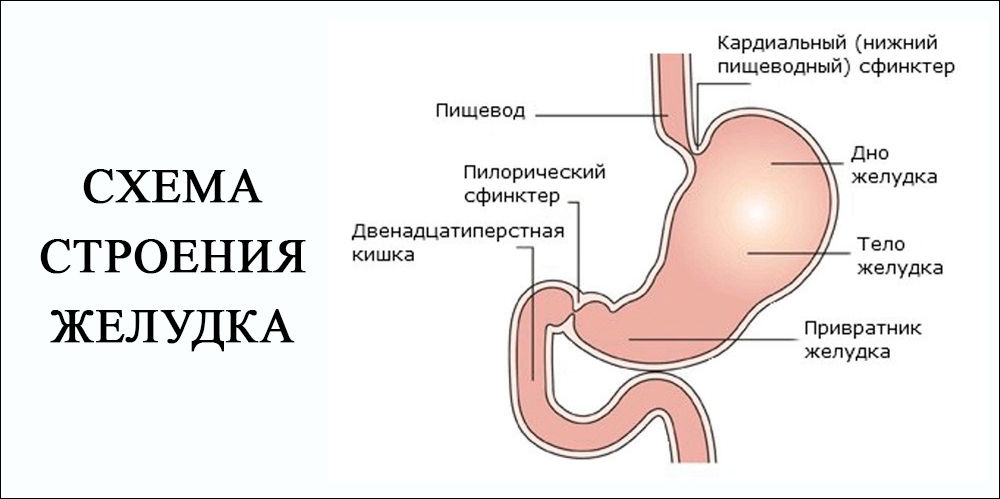 Схема строения желудка Схема строения желудка