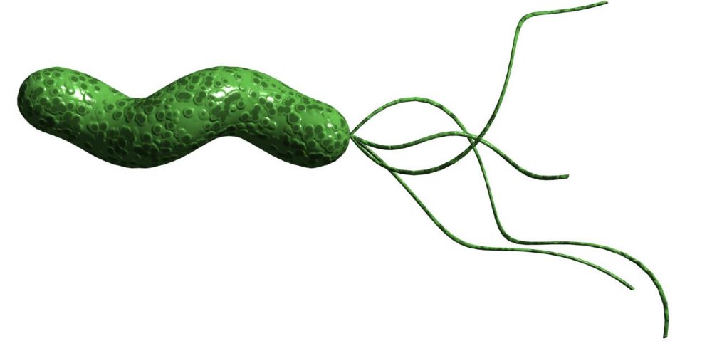 Эрозия желудка возникает на фоне активизации бактерии helicobacter pylori helicobacter pylori вызывает гастрит