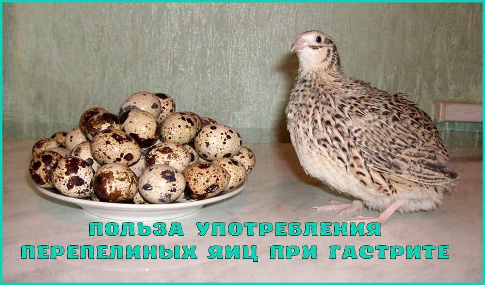 Перепелиные яйца при гастрите Перепелиные яйца при гастрите