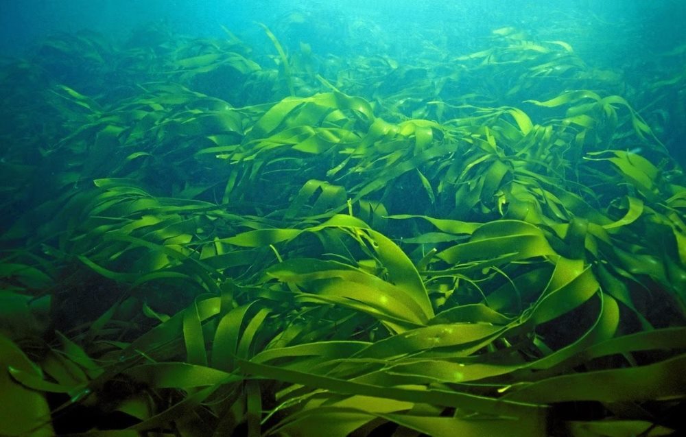 Съедобные морские водоросли - ламинарии (морская капуста) ламинария или морская капуста