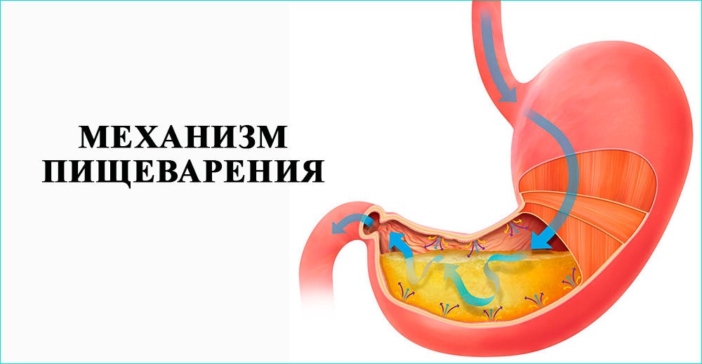 Механизм пищеварения Механизм пищеварения