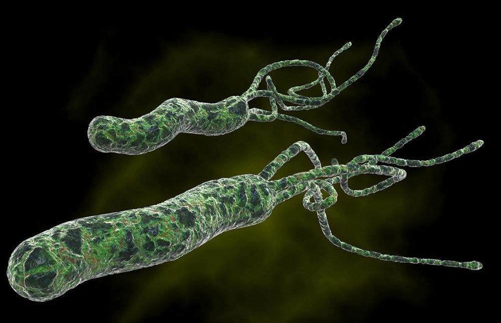 Микроорганизм Helicobacter Pylori Микроорганизм Helicobacter Pylori