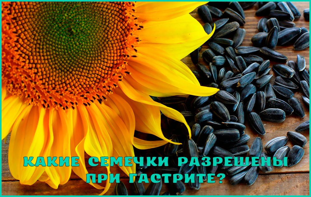Семена при гастрите Семена при гастрите