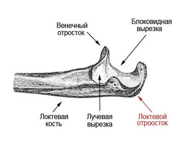 венечный отросток локтевой кости