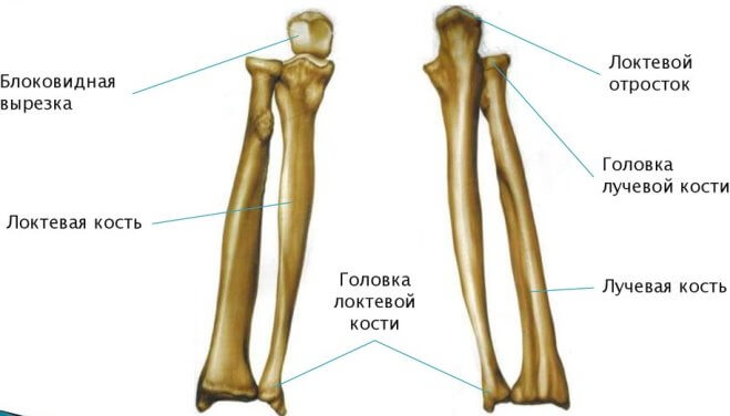 perelom-predplechya (anatomiay)