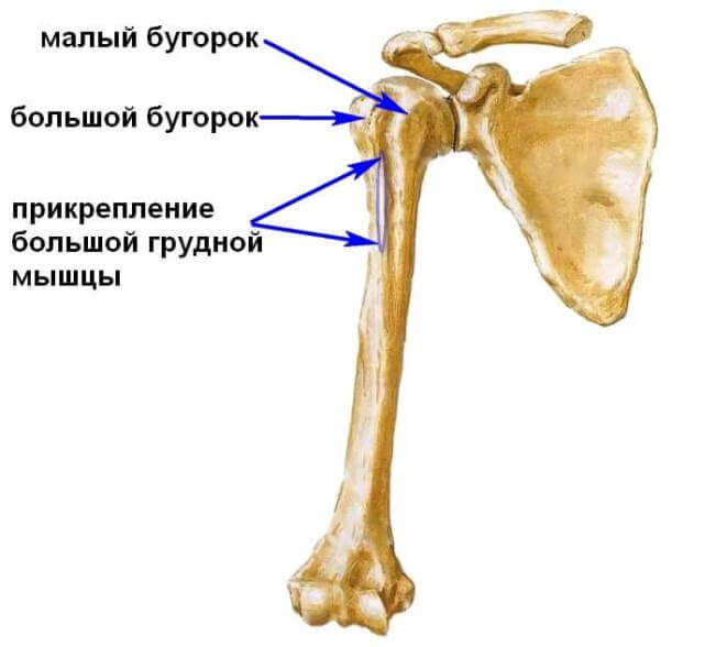 perelom-shejki-plecha (6)